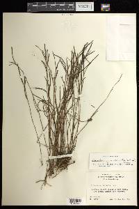 Elleanthus graminifolius image