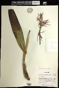 Prosthechea brassavolae image