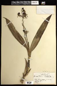 Prosthechea cochleata image