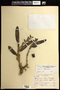 Epidendrum nitens image