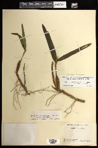 Prosthechea pseudopygmaea image