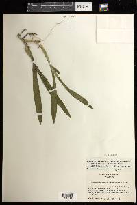 Prosthechea livida image