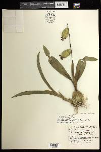 Prosthechea boothiana image