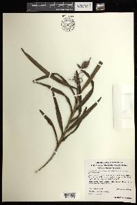 Epidendrum anisatum image
