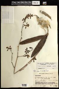 Encyclia aenicta image