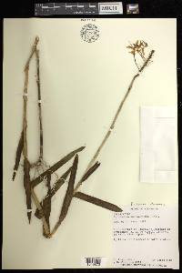 Epidendrum flexuosum image