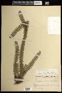 Dichaea muricatoides image