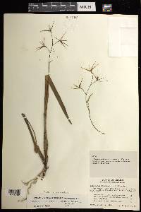 Prosthechea rhynchophora image