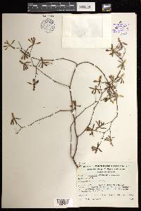 Encyclia aenicta image