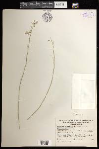 Prosthechea pterocarpa image