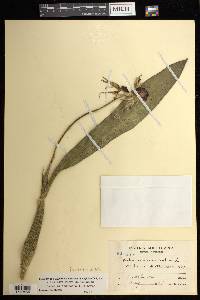 Prosthechea cochleata image