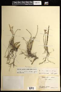 Prosthechea ochracea image