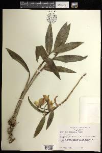 Epidendrum eximium image