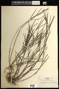 Elleanthus linifolius image
