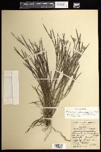 Elleanthus graminifolius image