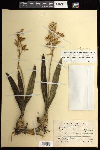 Prosthechea vitellina image