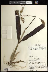 Prosthechea cochleata image