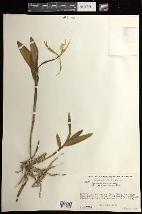 Epidendrum nocturnum image