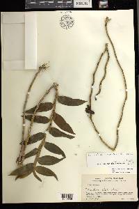 Dendrobium compressimentum image