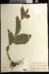 Cypripedium macranthos image