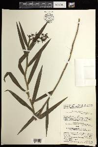 Epidendrum acuminatum image