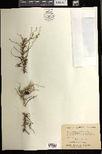 Dendrobium linguiforme image