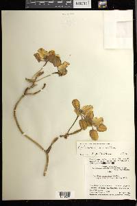 Cyrtochilum macranthum image