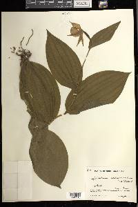 Cypripedium cordigerum image