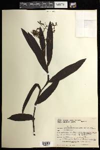 Epidendrum paniculatum image