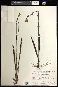 Duckeella pauciflora image