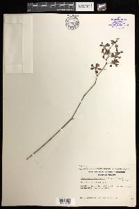 Encyclia pollardiana image