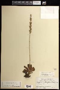 Goodyera oblongifolia image