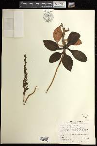 Goodyera oblongifolia image