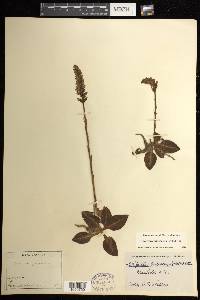 Goodyera pubescens image