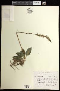 Goodyera pubescens image