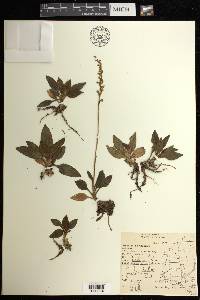 Goodyera tesselata image