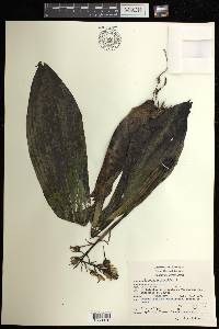 Govenia alba image