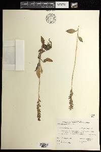 Goodyera tesselata image