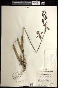 Encyclia gracilis image