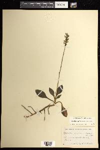 Goodyera pubescens image