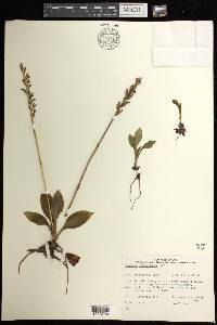 Goodyera oblongifolia image