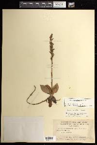 Goodyera oblongifolia image