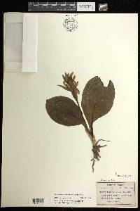 Galearis spectabilis image