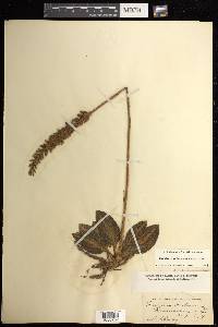 Goodyera pubescens image