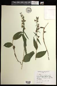 Epipactis helleborine image