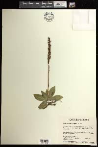 Goodyera oblongifolia image