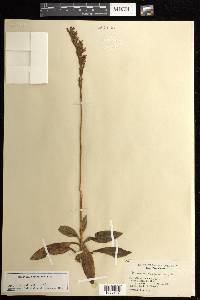 Goodyera oblongifolia image