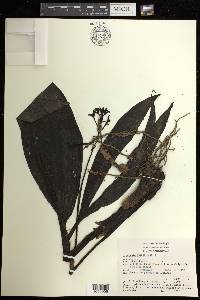 Govenia alba image