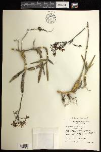 Epidendrum blepharistes image