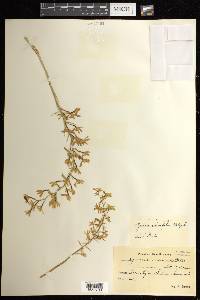 Gomesa planifolia image